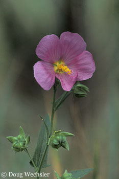 Seashore Mallow 2998-05.jpg - 39382 Bytes